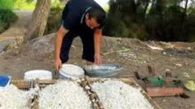 إحدى قرى الغربية تنتج أكثر من 50% من المادة الخام لصناعة العطور في العالم