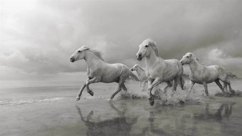 تجوب خيول كامارغ