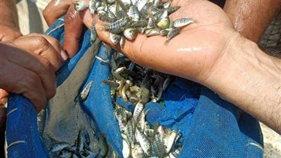 جهاز حماية وتنمية البحيرات: إطلاق مليون وحدة زريعة سمكية في بحيرة مريوط