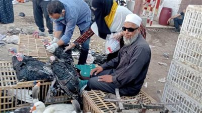 تحصين 652 ألفًا و497 طائرًا ضد مرض إنفلونزا الطيور في المنيا