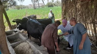 بيطري المنيا: تحصين 296 ألف رأس ماشية ضد الحمي القلاعية والوادي المتصدع