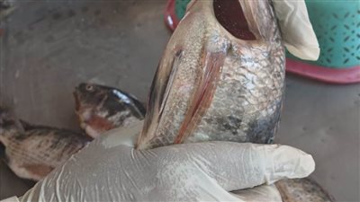 محافظ الغربية: حملة تفتيشية مكبرة على محال بيع الأسماك بالسنطة وزفتى.. صور