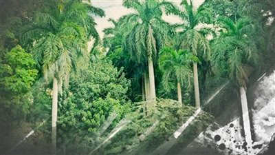 مكتبة الإسكندرية تعرض فيلما وثائقيا عن تاريخ 