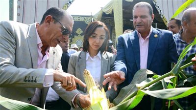 شاهد.. محافظ البحيرة تفتتح موسم حصاد محصول الذرة 