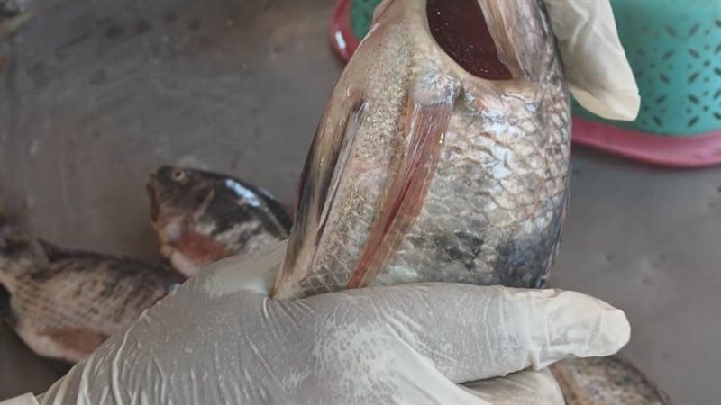 حملة تفتيشية السنطة