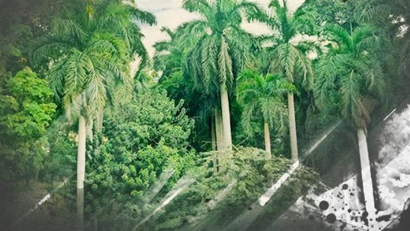 مكتبة الإسكندرية