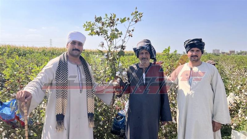 مزارعي القطن بأسيوط