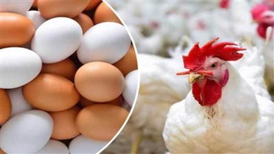 ارتفاع جديد.. أسعار الدواجن اليوم والبيض في الأسواق