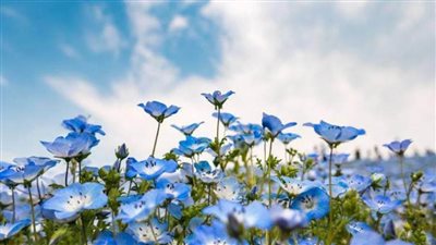 بحر أزرق من الأزهار.. حديقة هيتاشي سيسايد لوحة فنية في قلب اليابان