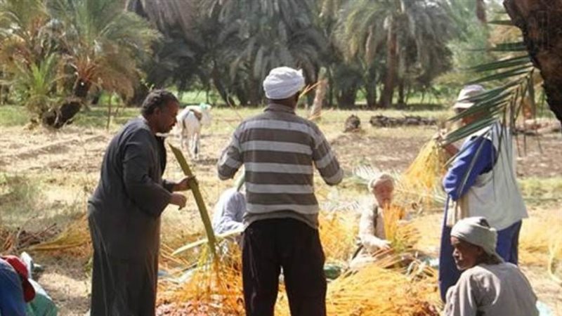 محصول البلح الوادى