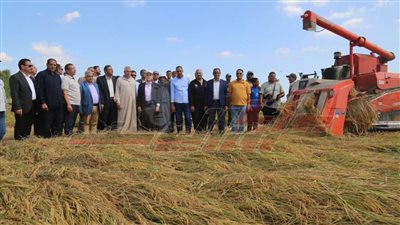 افتتاح موسم حصاد الأرز بكفر الشيخ