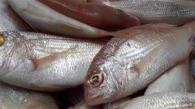 توقيع بروتوكول تعاون بين مصر وعمان في مجال الثروة السمكية