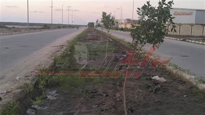 تشجير المدخل الغربي لمنطقة مطوبس الصناعية ضمن المبادرة الرئاسية