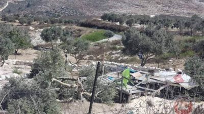 مستوطنون يقتلعون أشجار زيتون ويهدمون غرفة زراعية في جبع