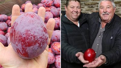 مزارعون من جنوب أفريقيا يزرعون أثقل ثمرة برقوق في العالم