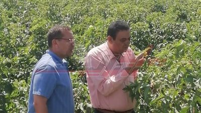 التركاوي يتفقد محصول القطن والذرة بكفر الشيخ