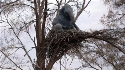 حقيقة صعود « فيل » فوق شجرة