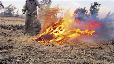 وزارة البيئة تطلق حملة لوقف حرق قش الأرز 