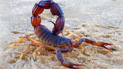 أمل جديد لمرضى السرطان.. مزارع العقارب كنز واعد لعلاج الأمراض المستعصية