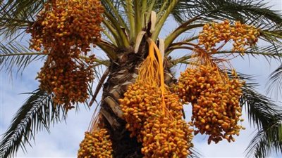 فرانس 24: مصر تسعى لاكتساح العالم بـ