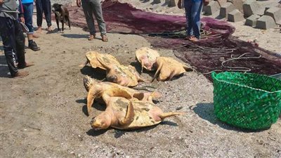 محمية أشتوم الجميل تكشف حقيقة الصور المتداولة لصيد عدد من السلاحف 