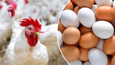 عاجل| ارتفاع جديد ...تعرف على أسعار الدواجن اليوم