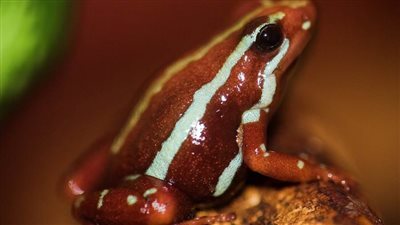 ألوان زاهية تخبئ سما قاتلا.. دراسات تكشف لغز الضفادع السامة وطرق استغلالها