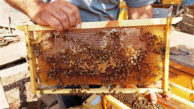 برنامج المنح الصغيرة يمول 9 مشروعات جديدة أبرزها فتيات النحل