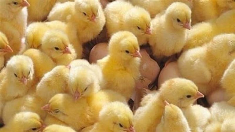 أسعارالكتاكيت