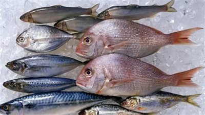 عاجل| أسعار الأسماك اليوم بسوق العبور