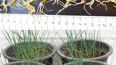 أكاديمية البحث العلمي: إنتاج أصناف جديدة من بعض الخضروات