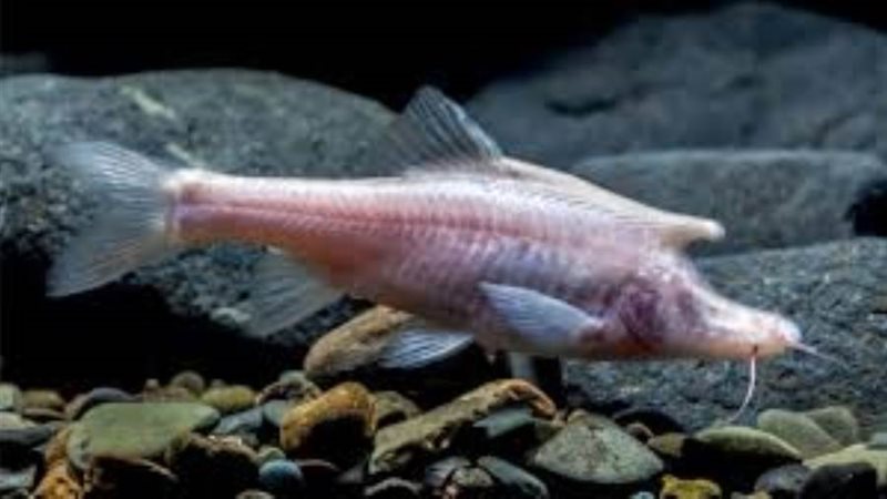 نوع جديد من الأسماك