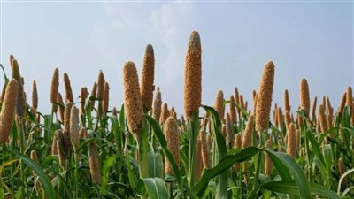 جامعة الملك عبد الله للعلوم ‎تنفذ دراسة تظهر وجود جين يرفع قدرة المحاصيل على مقاومة الأعشاب