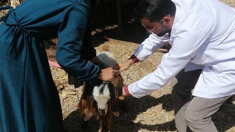 تطعيم الحيوانات