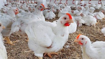 عاجل| ارتفاع جديد... أسعار الدواجن اليوم في الأسواق