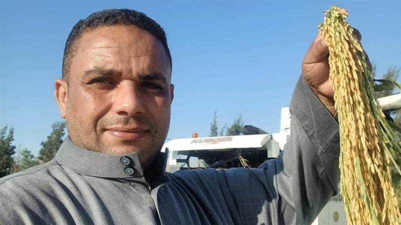 سنابل الأرز البسمتى