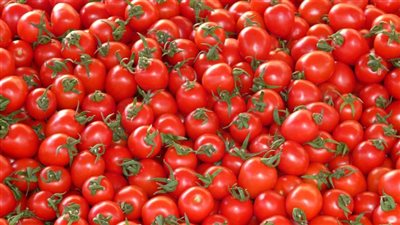 «الزراعة» تكشف حقيقة ماتم تداوله عن «ثعبان الطماطم»