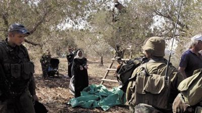 الأمم المتحدة تحذر من تزايد عنف المستوطنين خلال موسم الزيتون بالضفة المحتلة