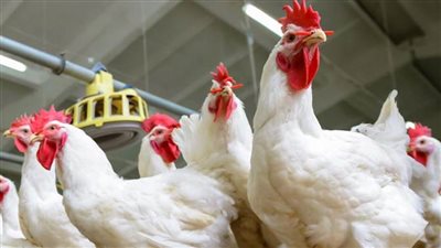 عاجل| بورصة الدواجن.. أسعار البيض اليوم والفراخ البيضاء