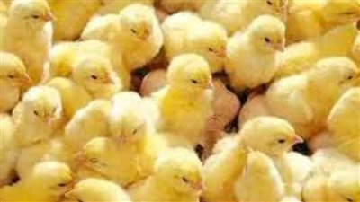 عاجل| تعرف على سعر الكتكوت الأبيض اليوم