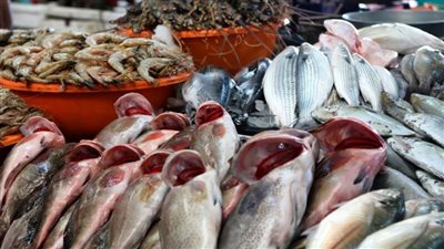 عاجل| ارتفاع جديد.. أسعار الأسماك اليوم بسوق العبور