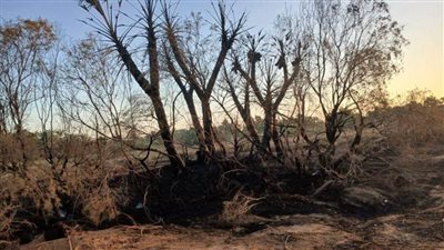 نشوب حريق بإحدى مزارع النخيل في الوادي الجديد