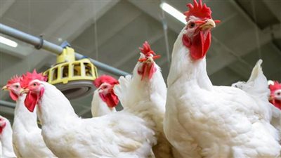 نائب رئيس شعبة الثروة الداجنة يكشف موعد انخفاض أسعار الدواجن والبيض