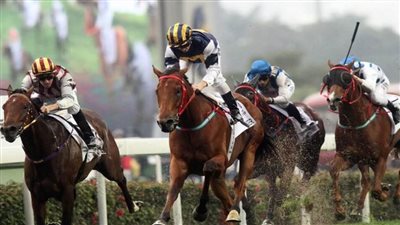 انطلاق منافسات بطولة مصر الدولية للفروسية بمشاركة 14 دولة.. والمشاركون يشيدون بحسن التنظيم