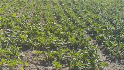 «بنجر السكر».. يحتل المرتبة الثانية ضمن المحاصيل الاستراتيجية المهمة 