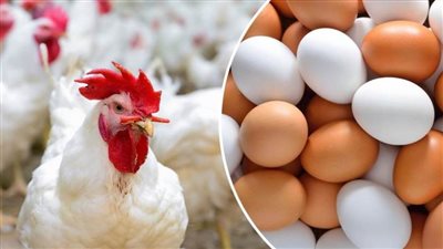 الدواجن تستقر.. تعرف على أسعارها اليوم