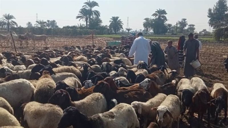 تحصين الاغنام و الماعز