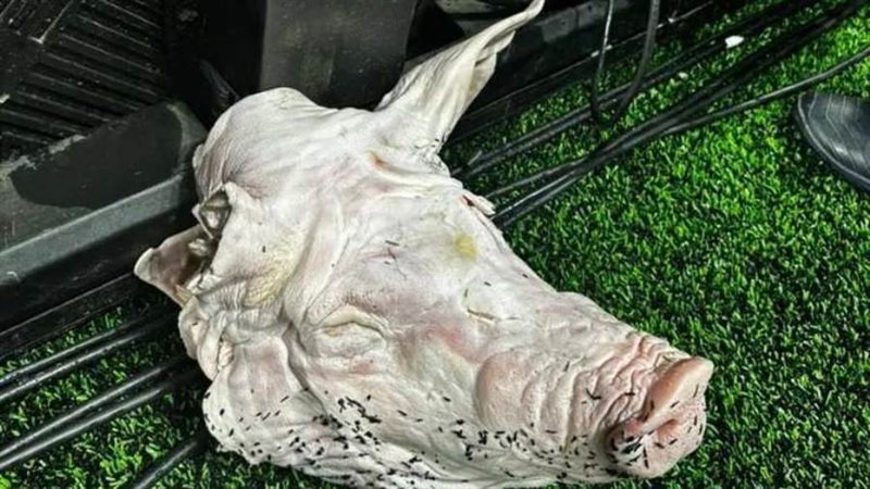 رأس الخنزير التي