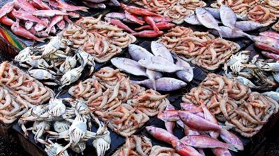 البلطي بـ68 جنيها.. أسعار الأسماك اليوم بسوق العبور