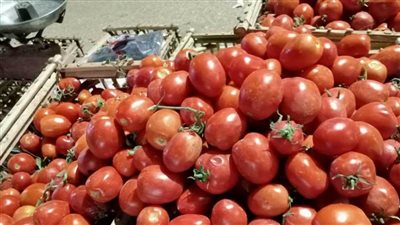 عاجل| انهيار الطماطم.. أسعار الخضروات واستقرار أسعار الطماطم اليوم